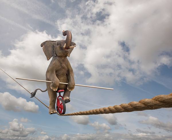 Photograph John Lund Talented Elephant on One Eyeland