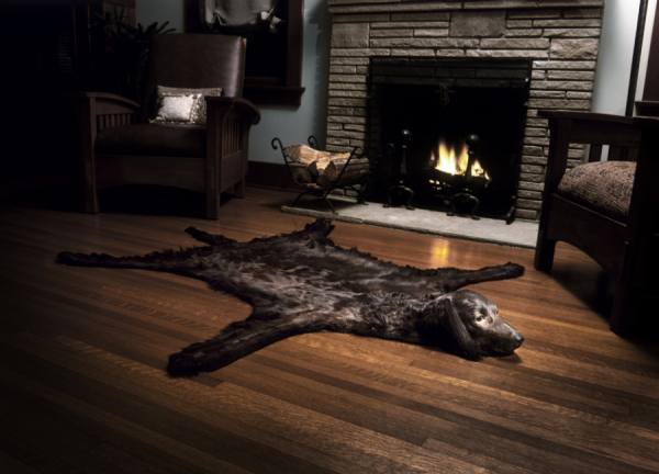 Photograph Kevin Necessary Taxidermy Dog on One Eyeland