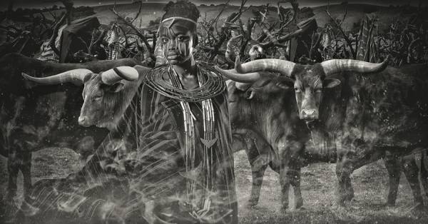 Photograph Lee Howell The Herd on One Eyeland