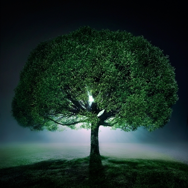 Photograph Mikko Lagerstedt Tree Of Life on One Eyeland