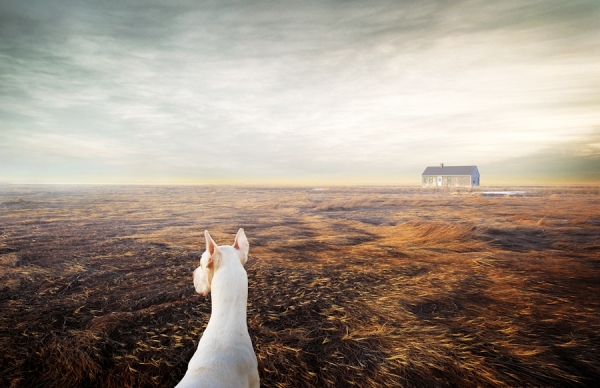 Photograph William Huber Venge Dog on One Eyeland