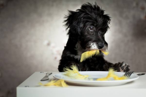 Photograph Ozkan Ozmen Who Ate The Bird on One Eyeland