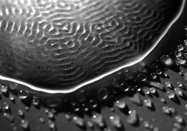 Photograph Alexandre Dubosc Chapitre-eau on One Eyeland