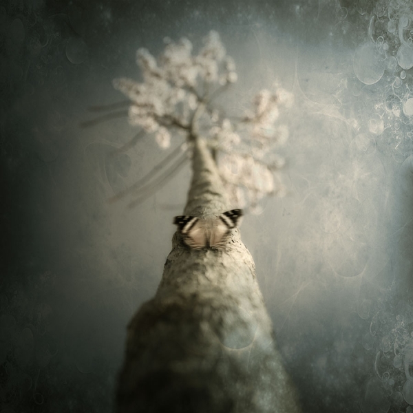 Photograph Luis Beltran Mariposa De Otoño on One Eyeland