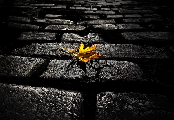 Photograph David Senechal Polydactyle Last Leaf on One Eyeland