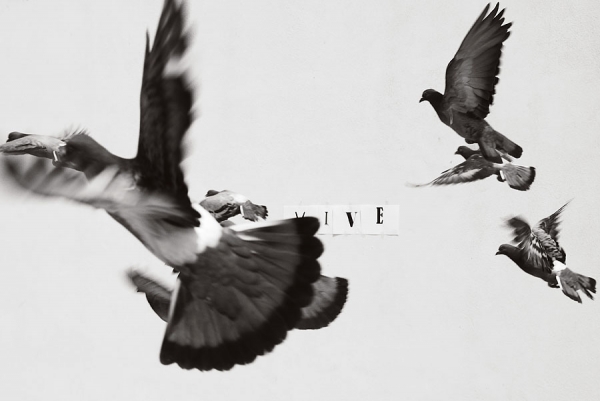 Photograph Luis Belo Vive! on One Eyeland