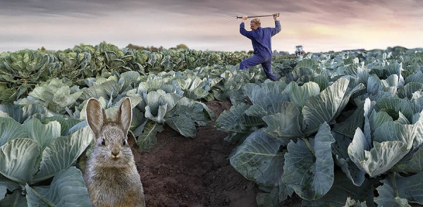 Photograph Marieke Van Grinsven Damn Rabbits! on One Eyeland