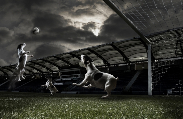 Photograph Samet Cihan Dogs Are In Action on One Eyeland