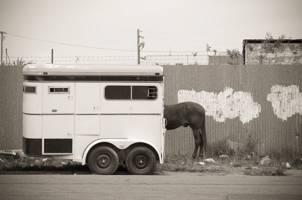 Photograph Nicolo Sertorio Cinco De Mayo on One Eyeland