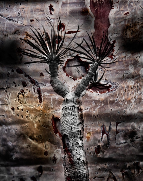 Photograph Juanmi Marquez Flowers on One Eyeland