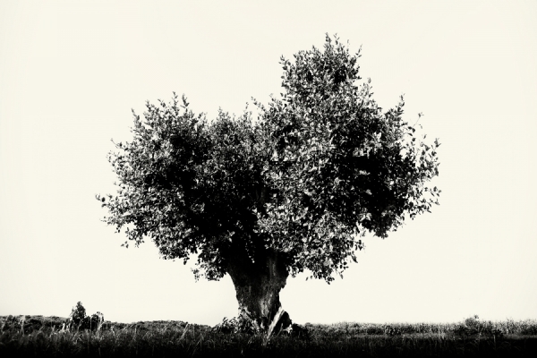 Photograph Christopher Wilson Africa Tree on One Eyeland