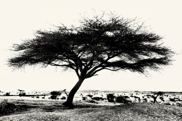 Photograph Christopher Wilson Africa Tree on One Eyeland