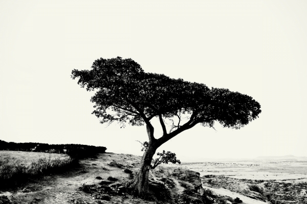 Photograph Christopher Wilson Africa Tree on One Eyeland