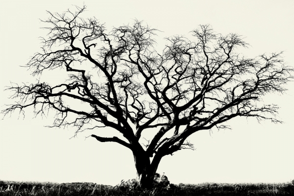 Photograph Christopher Wilson Africa Tree on One Eyeland
