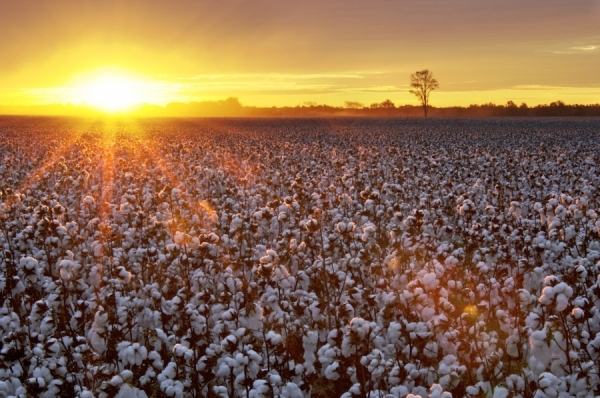 Photograph Curt Dennison Mature Cotton Field At Sunrise on One Eyeland
