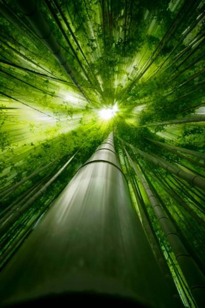 Photograph Takeshi Marumoto Dive To Green on One Eyeland