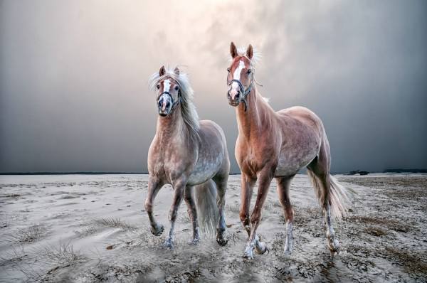 Photograph Jeannette Oerlemans Friends For Ever on One Eyeland
