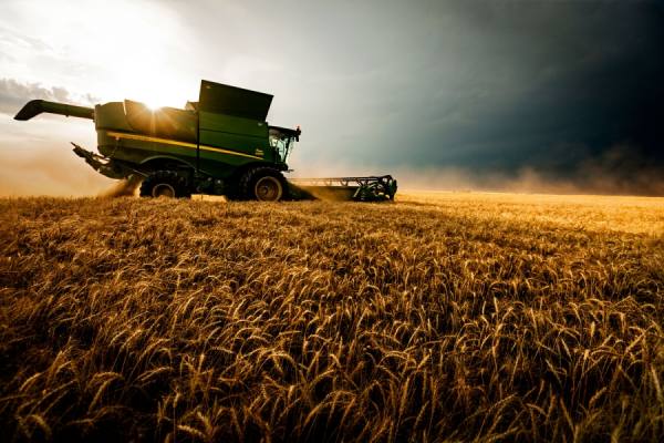 Photograph Scott Hepler Harvesting Wheat on One Eyeland
