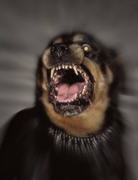 Photograph Glen Wexler Mad Dog on One Eyeland