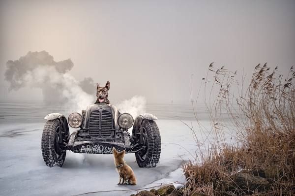 Photograph Jeannette Oerlemans Mad Max on One Eyeland