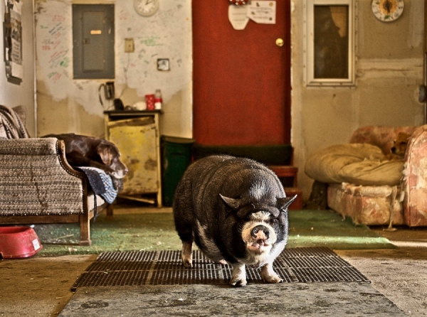 Photograph Kim Cook Mae The Pig on One Eyeland