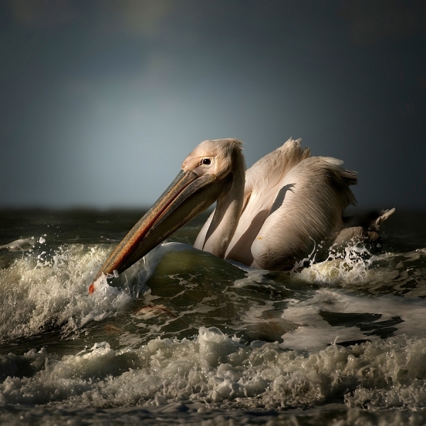 Photograph Jeannette Oerlemans Pelican on One Eyeland