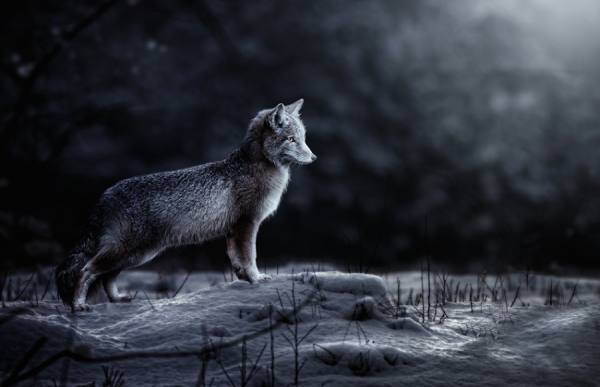 Photograph Jeannette Oerlemans The Snowfox on One Eyeland
