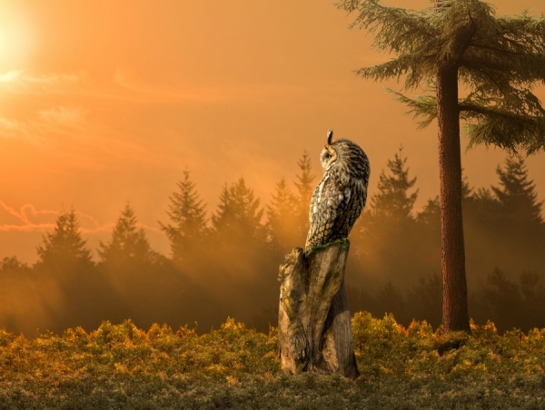 Photograph Jeannette Oerlemans The Sunset Owl on One Eyeland