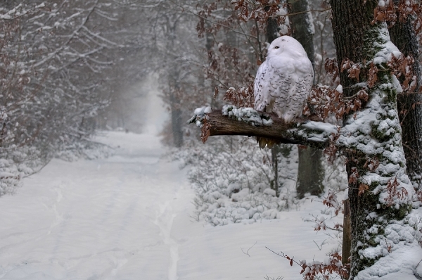 Photograph Jeannette Oerlemans The White Wisdom on One Eyeland
