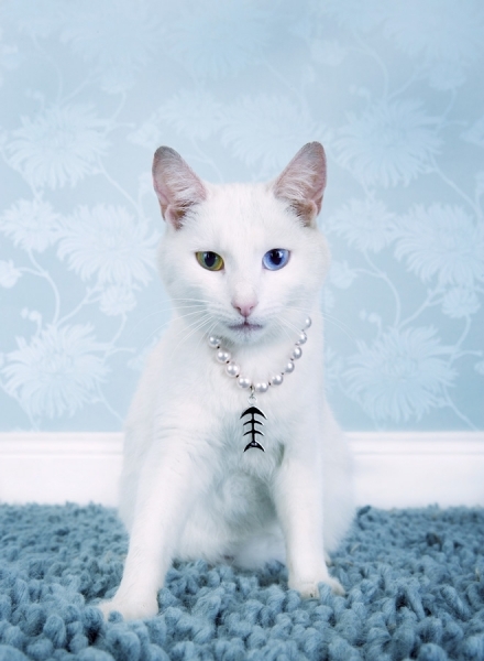 Photograph Shane Mccarthy Cat Jewelry on One Eyeland