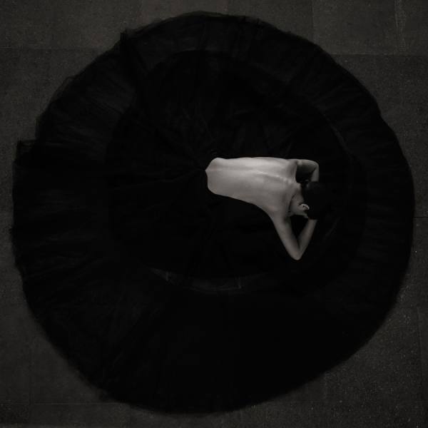 Photograph Martin Krystynek Black Swan on One Eyeland