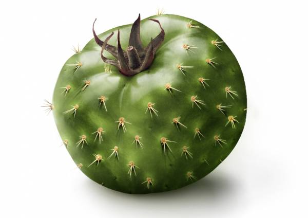 Photograph Georges Serhan Cactus Tomato on One Eyeland