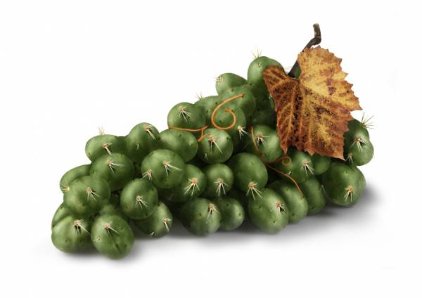 Photograph Georges Serhan Cactus Grape on One Eyeland