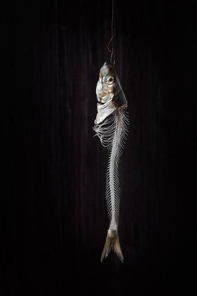 Photograph Greg Stroube Fish Bones on One Eyeland