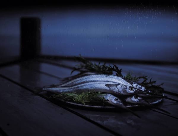 Photograph Jamie Macfadyen Garfish on One Eyeland