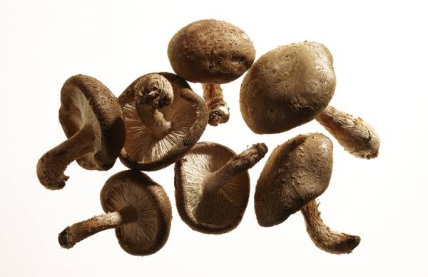 Photograph David Slivinski Mushrooms on One Eyeland