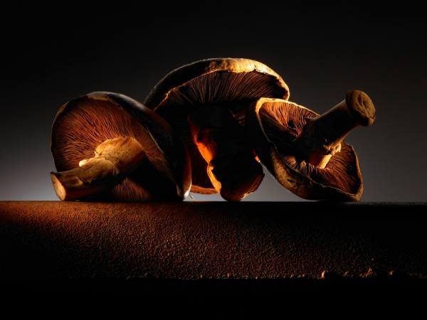 Photograph Joe Felzman Mushrooms Still Life on One Eyeland