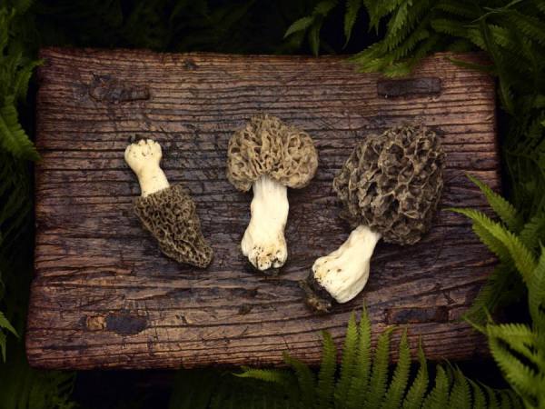 Photograph Natasha Nicholson Natnic_morels on One Eyeland