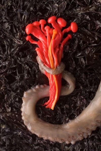 Photograph Bill Krzyzanowski Octopus With Mushrooms on One Eyeland