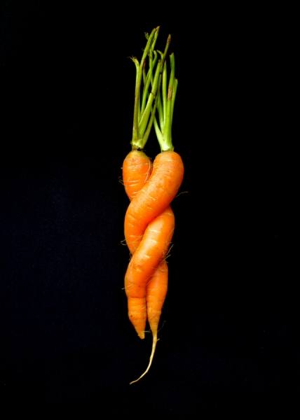 Photograph Wayne Chinnock Organic Carrot Love Entwined on One Eyeland