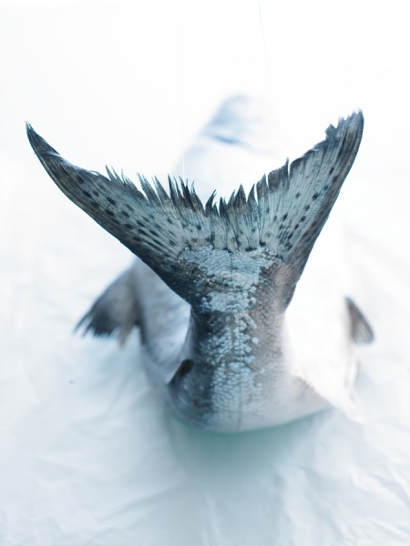 Photograph Leigh Beisch Salmon Tail on One Eyeland