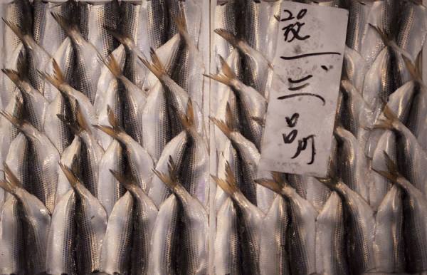 Photograph John Tozer Seafood Tsukiji Fish Market Tokyo Japan on One Eyeland