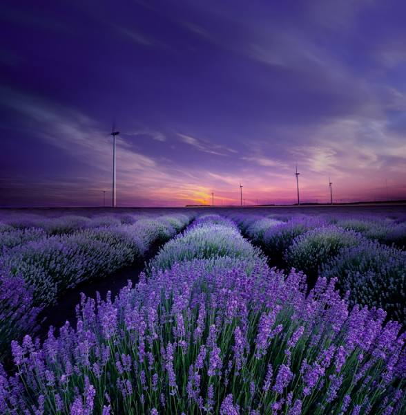 Photograph Albena Markova Lavender Field on One Eyeland