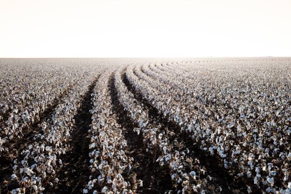 Photograph Andy Mahr Cotton on One Eyeland