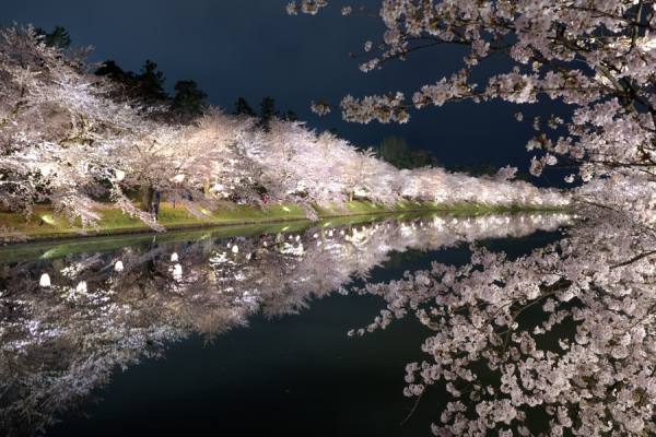 Photograph Masato Saito Sakura on One Eyeland