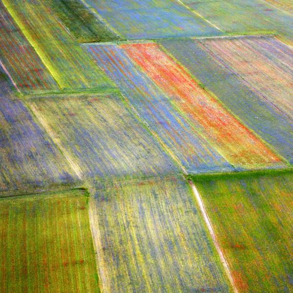 Photograph Della Latta Massimo  Colors Of Castelluccio 3 on One Eyeland