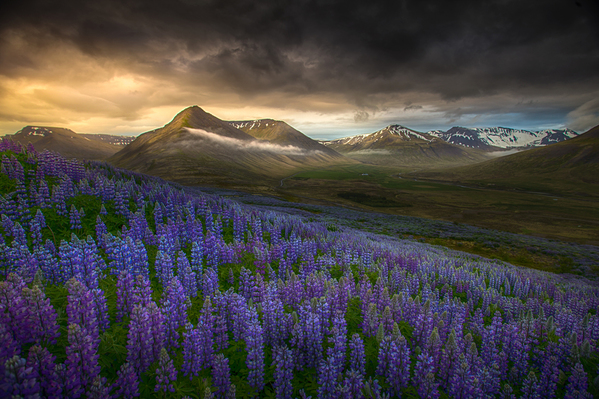Photograph Peter Svoboda Blue Meadows on One Eyeland