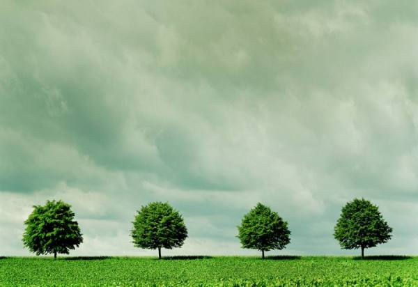 Photograph Martin Baitinger Allee on One Eyeland