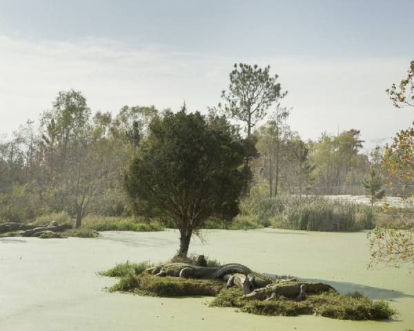 Photograph Eric Prine Alligators on One Eyeland