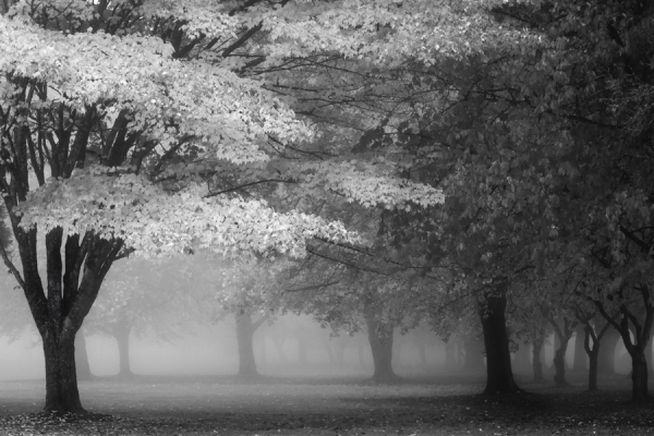Photograph Michael Vandewalker Autumn Fog on One Eyeland